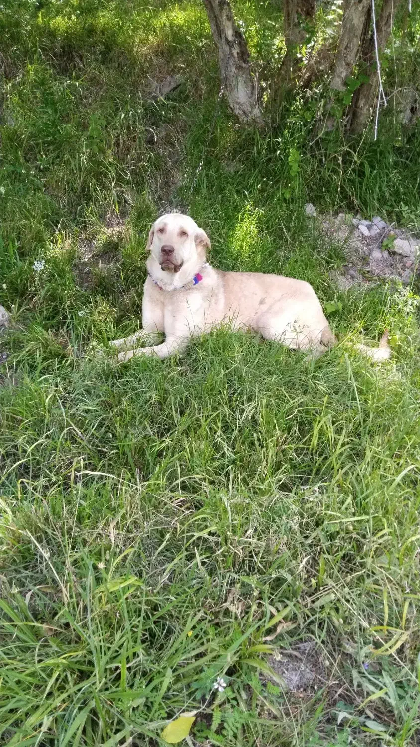 سگه پژدر عراقی|سگ|قزوین, |دیوار