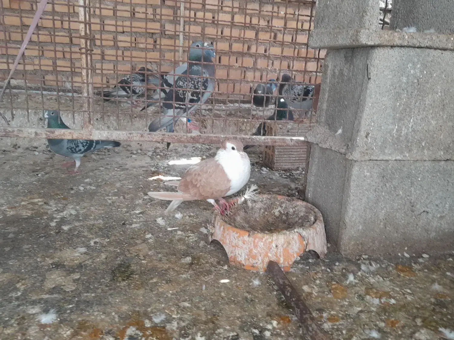 کبوتر|پرنده|شوشتر, |دیوار