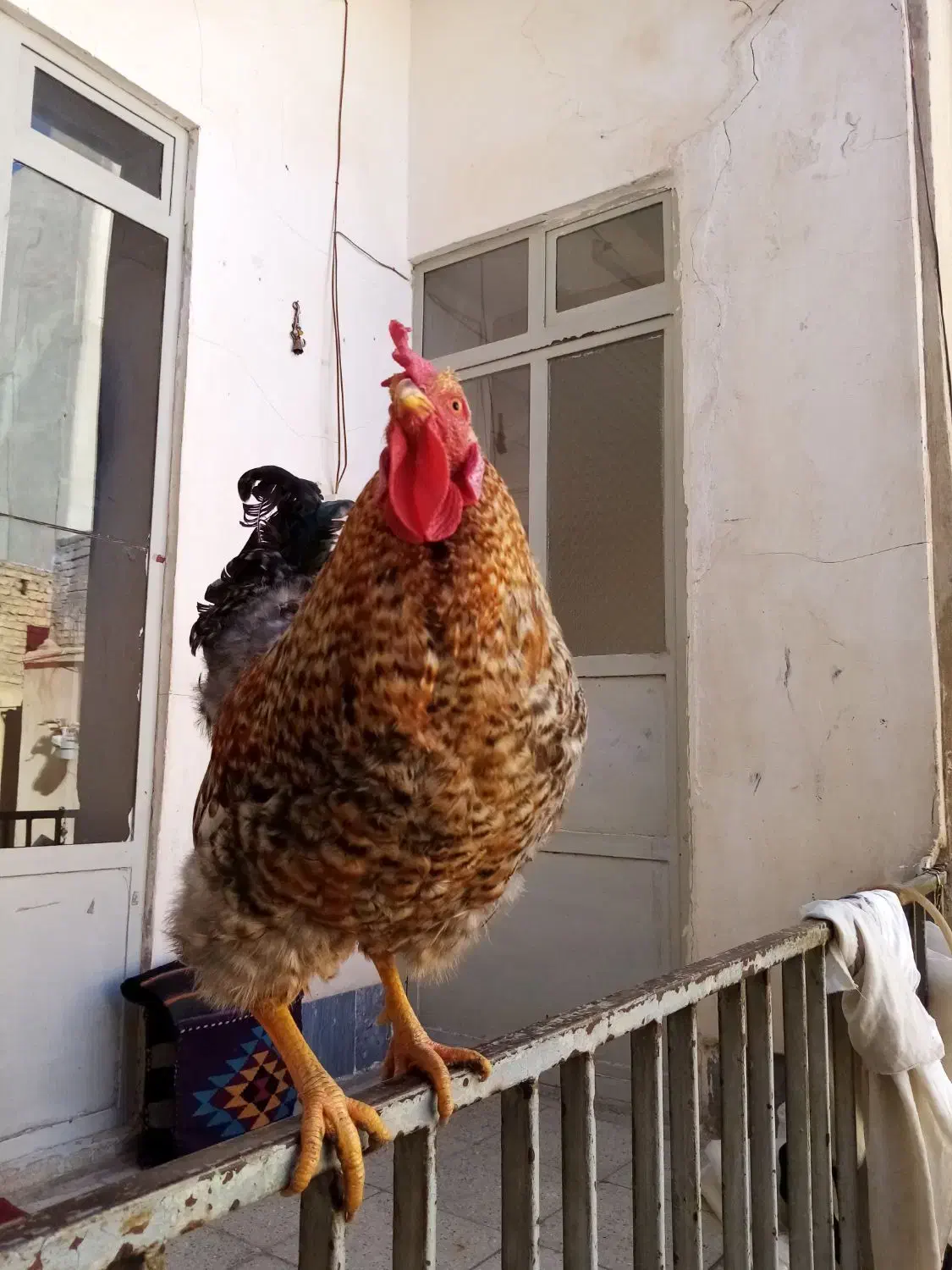 خروس|حیوانات مزرعه|قم, باجک یک|دیوار