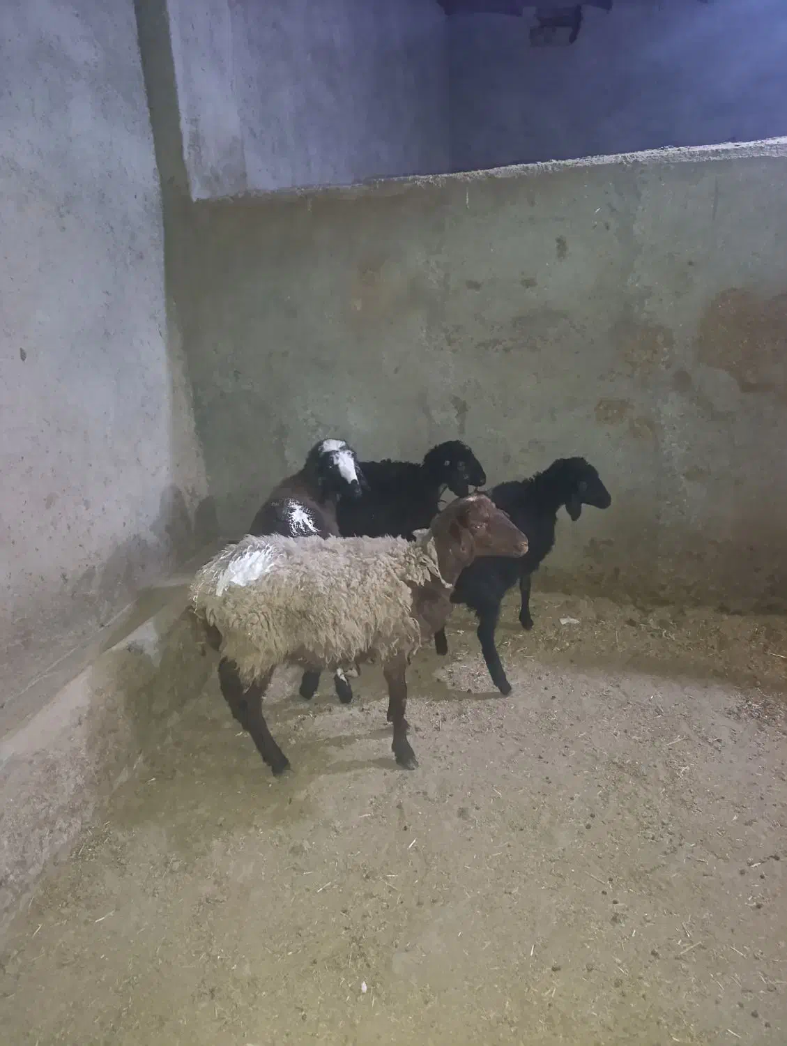 بره وبز|حیوانات مزرعه|تاکستان, |دیوار