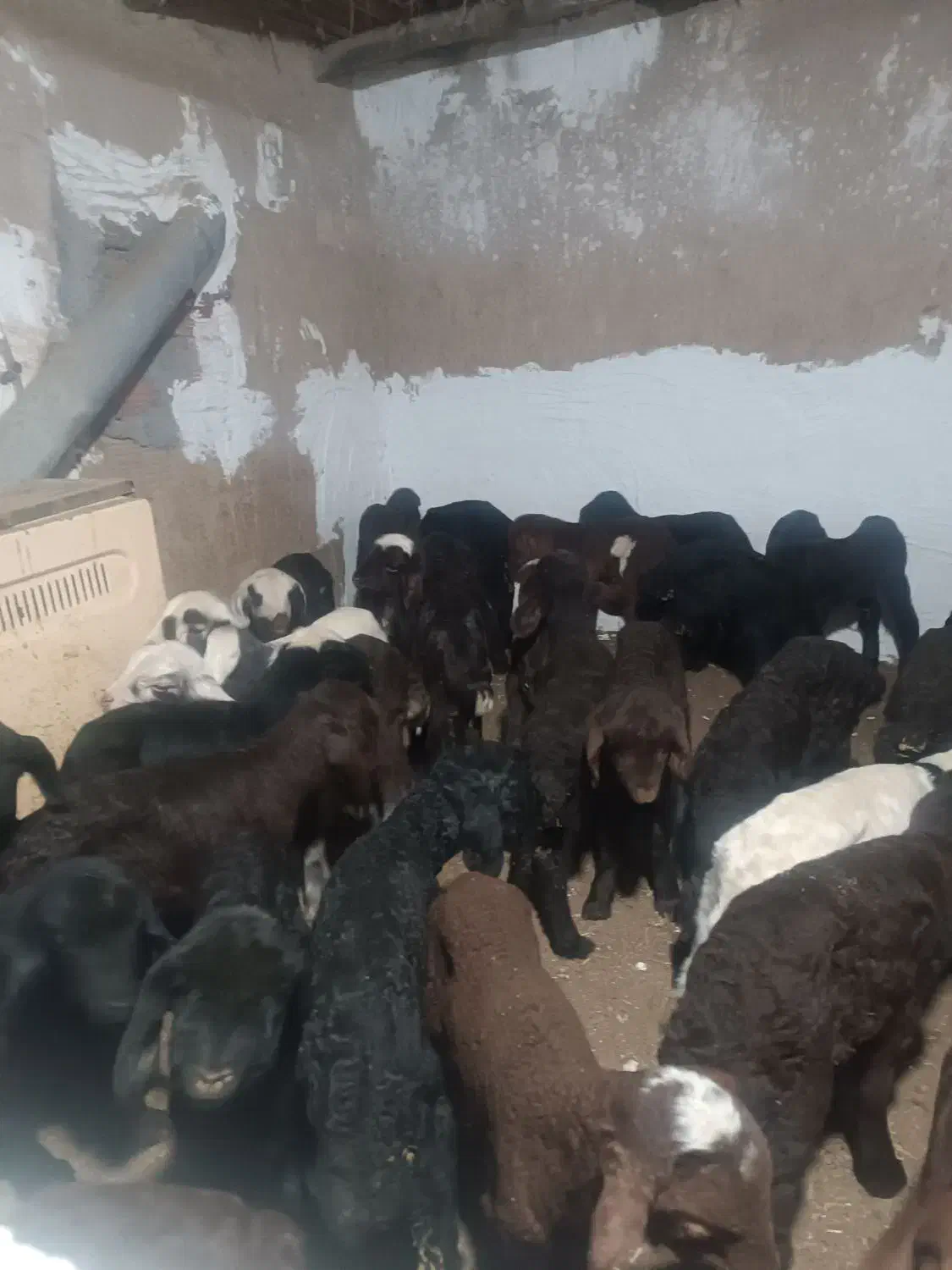 بره شیری سالم و سر حال|حیوانات مزرعه|آق قلا, |دیوار