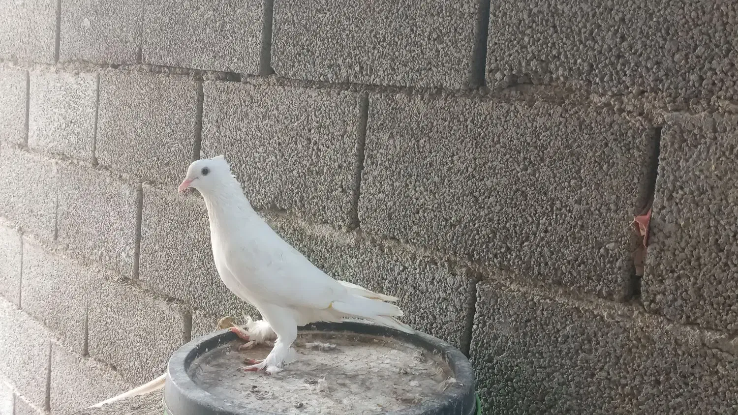 کبوتر گره|پرنده|قلعه قاضی, |دیوار