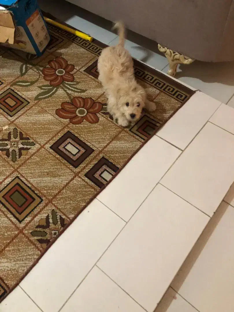 واگزاری سگ شیتزو|سگ|بابل, |دیوار