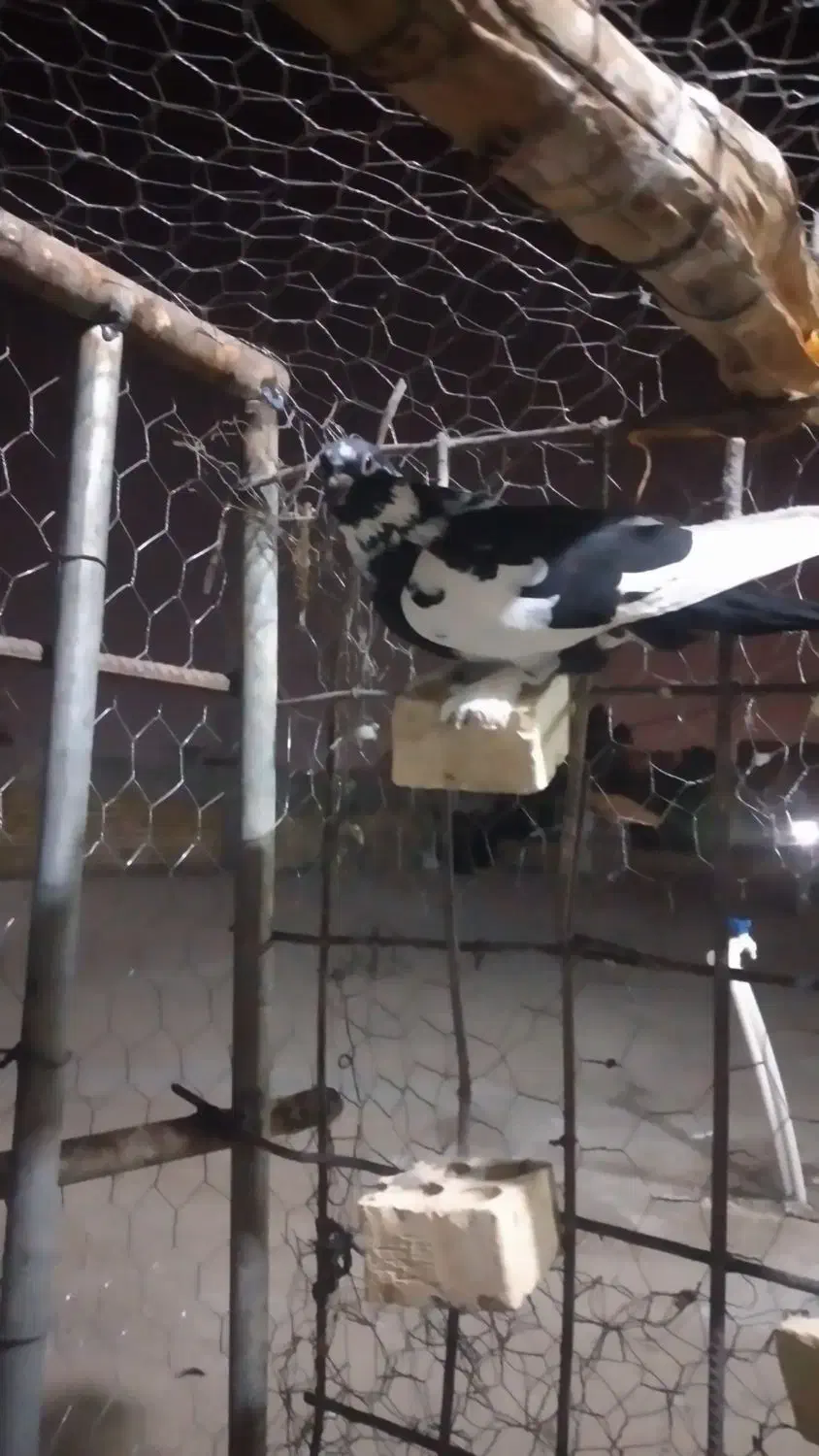 نر ابلق پیسه کم یاب دوری دوری|پرنده|شوشتر, |دیوار