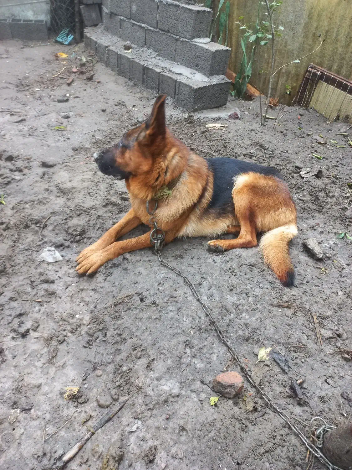 واگذاری این پسر ودختر نازو شیطون|سگ|آستانه اشرفیه, |دیوار