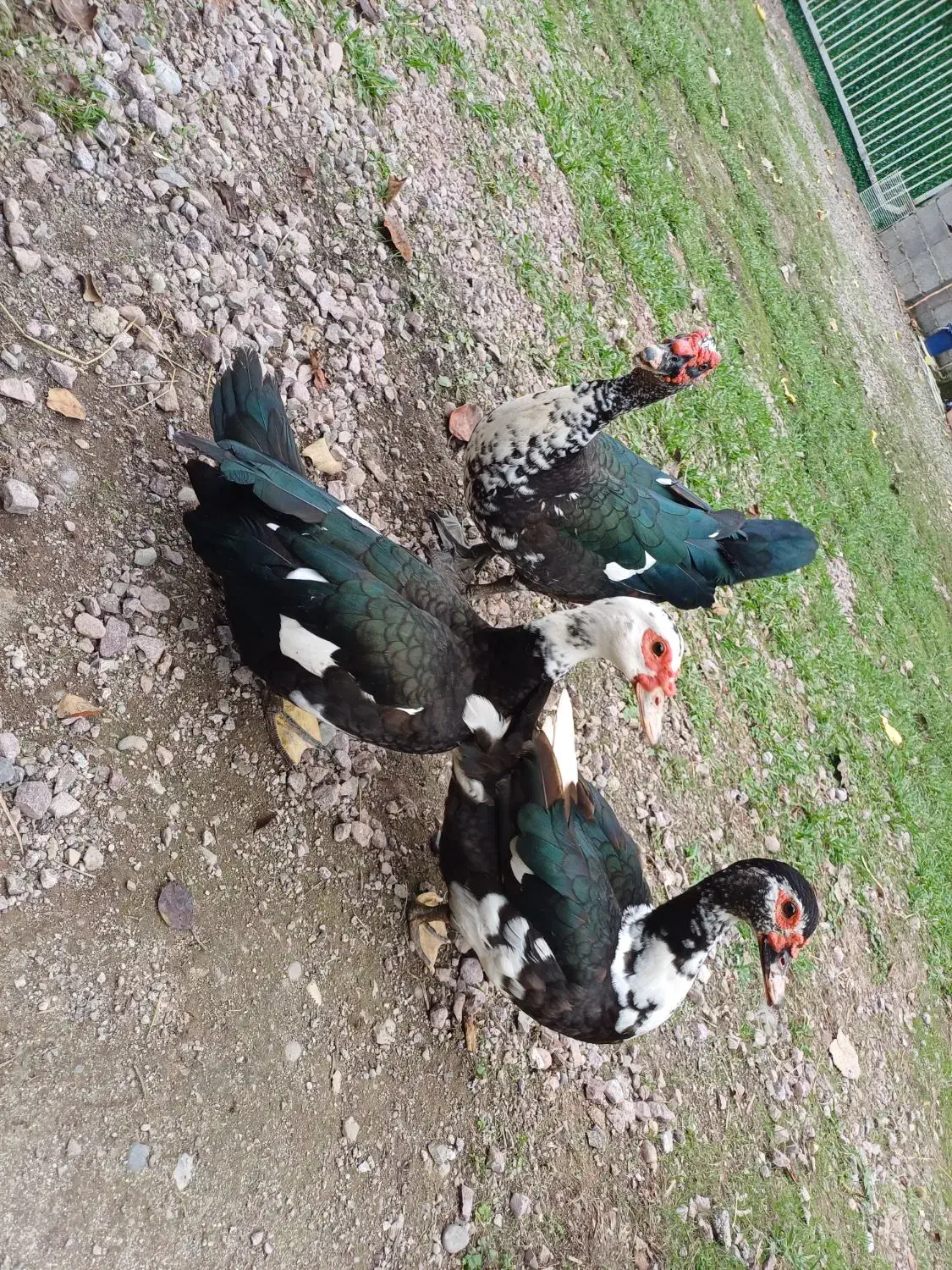 اردک روسی|پرنده|ماسال, |دیوار