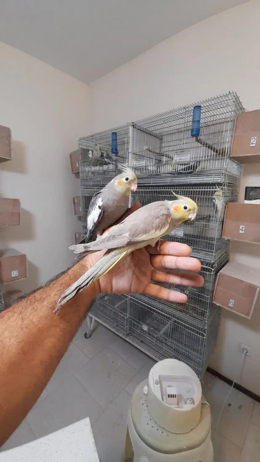 جوجه عروس هلندی|پرنده|پردیس, فاز ۱۱|دیوار