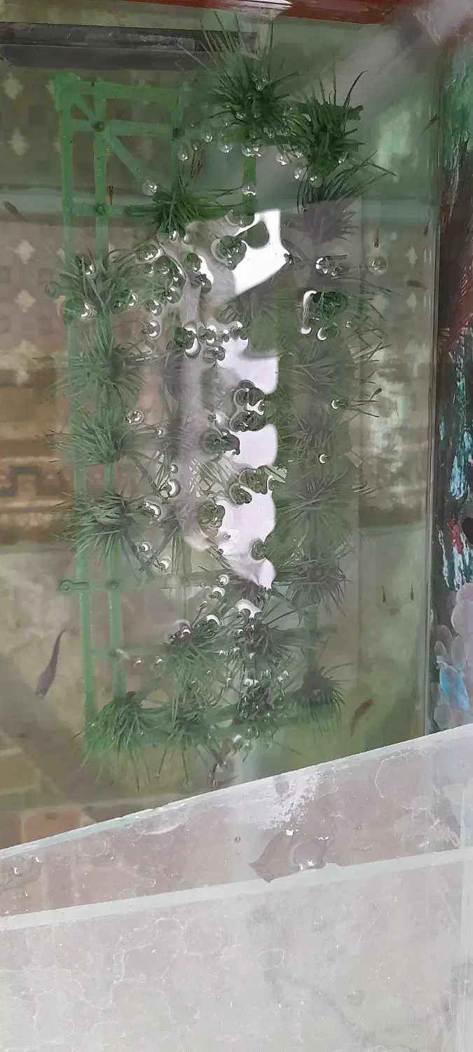 ماهی گوپی|ماهی|ایجرود, |دیوار