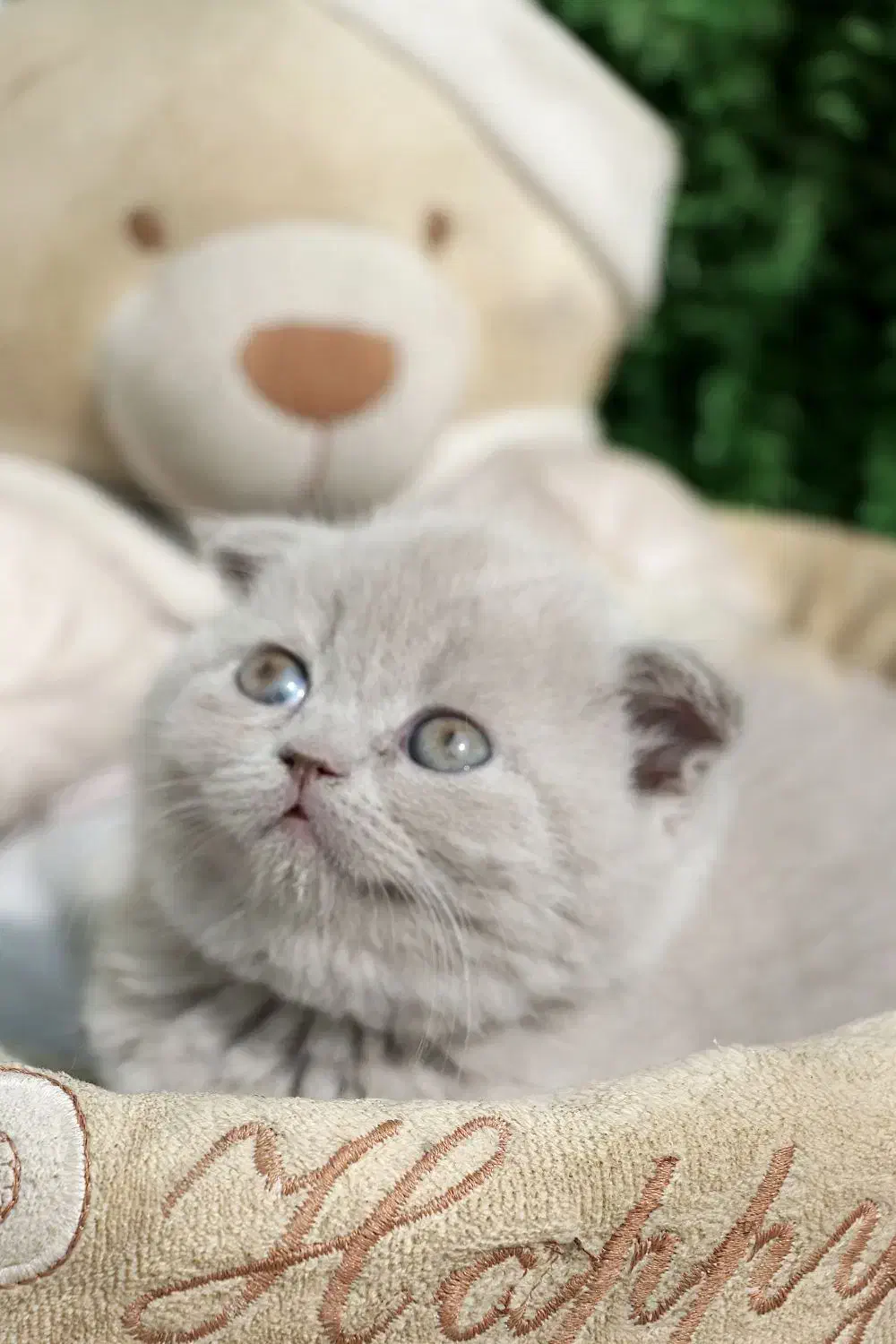 اسکاتیش مینی عروسکی|گربه|کرج, گوهردشت|دیوار