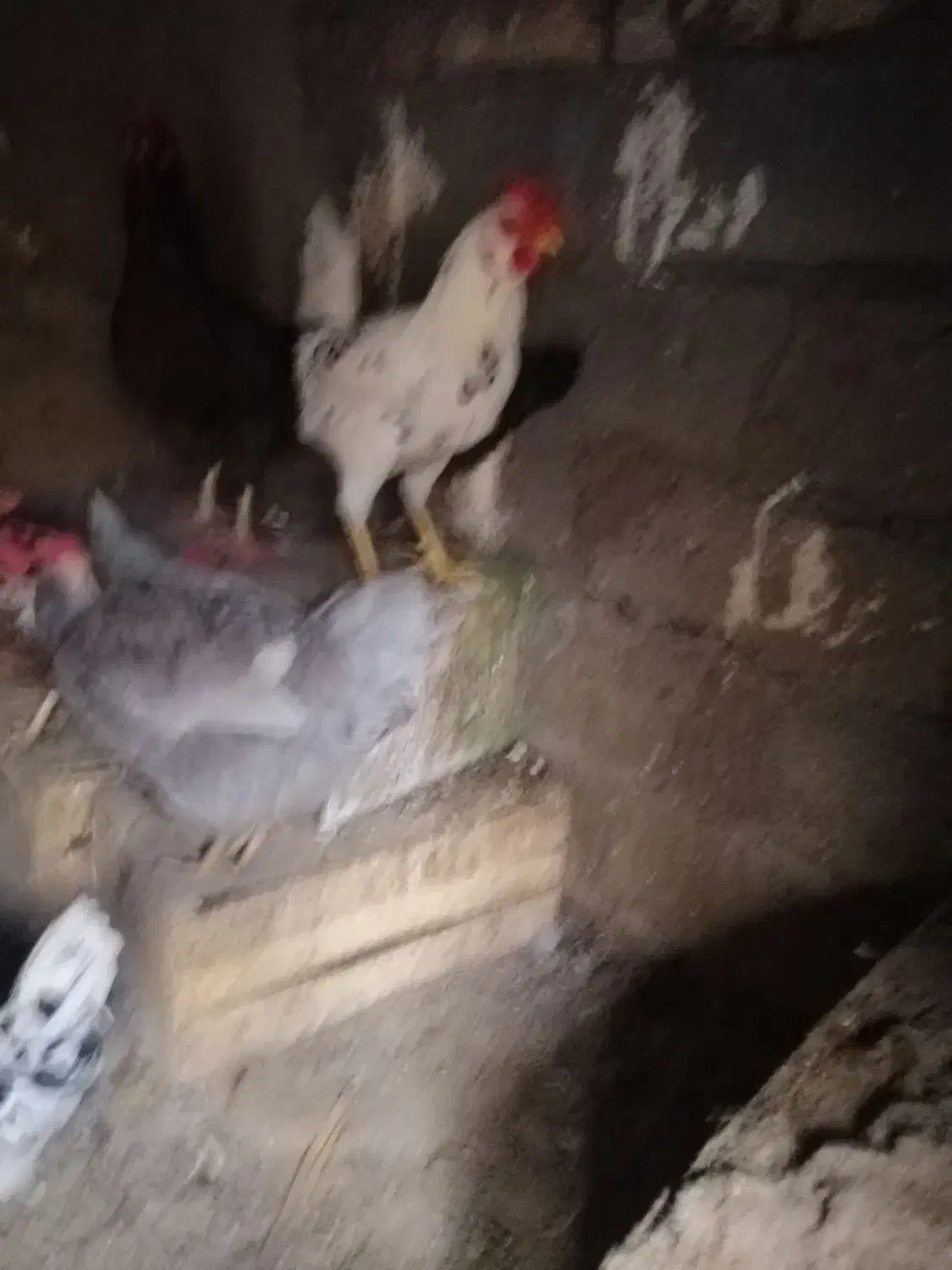 خروس گلین|حیوانات مزرعه|بردسیر, |دیوار