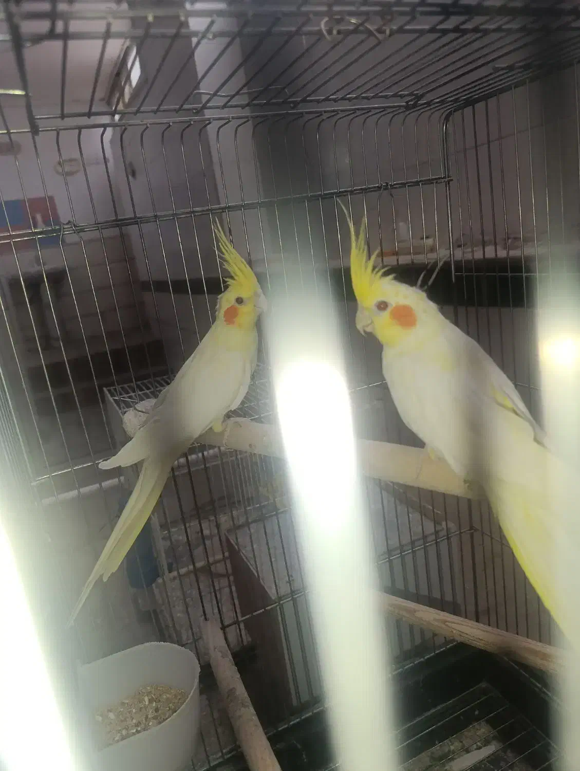 عروس مولد لوتینو با جوجه|پرنده|آران و بیدگل, |دیوار