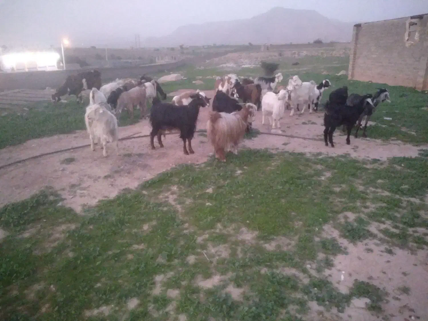 بیگ و بز|حیوانات مزرعه|مسجد سلیمان, |دیوار