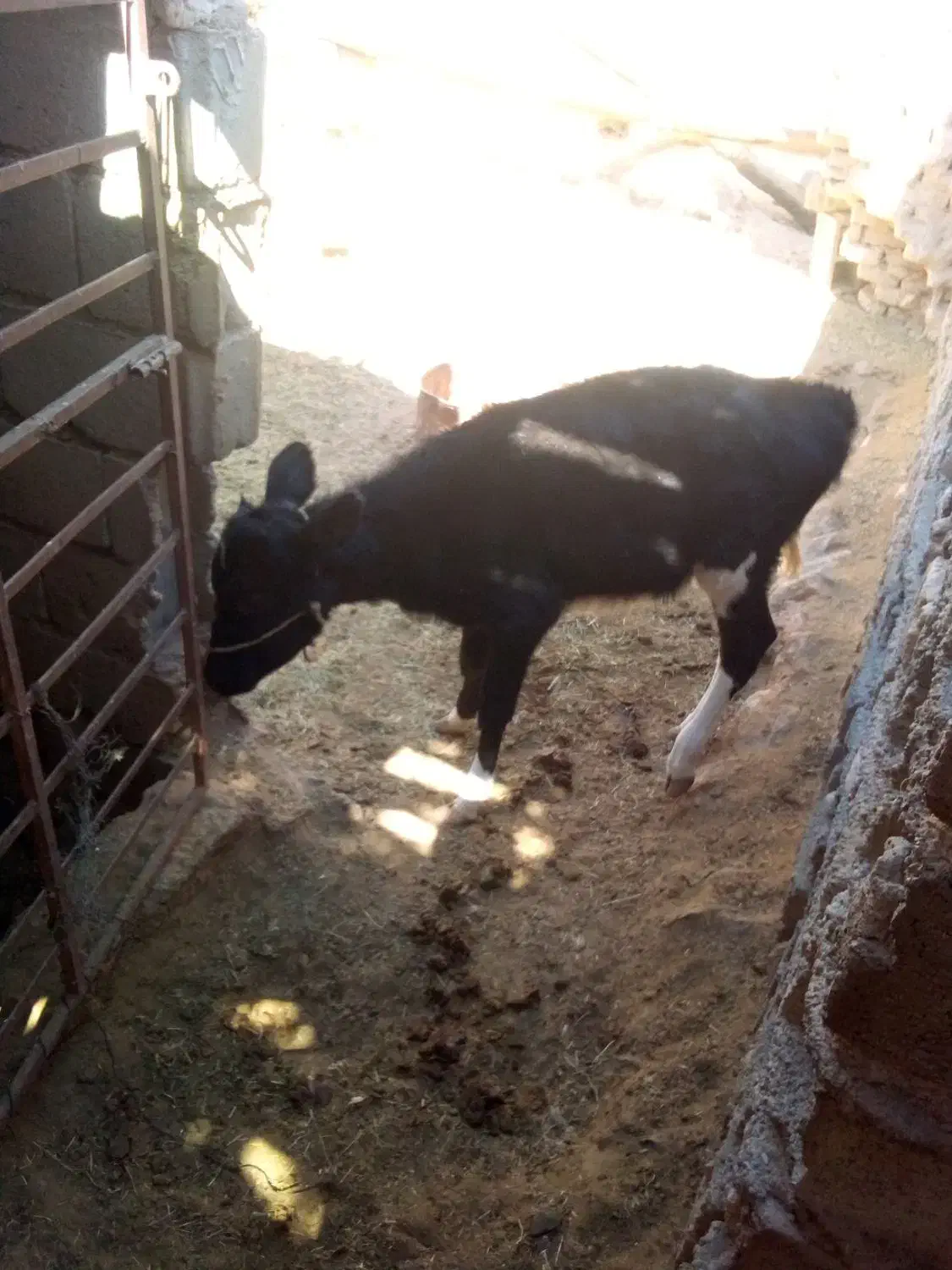 حیوانات|حیوانات مزرعه|سیب و سوران, |دیوار