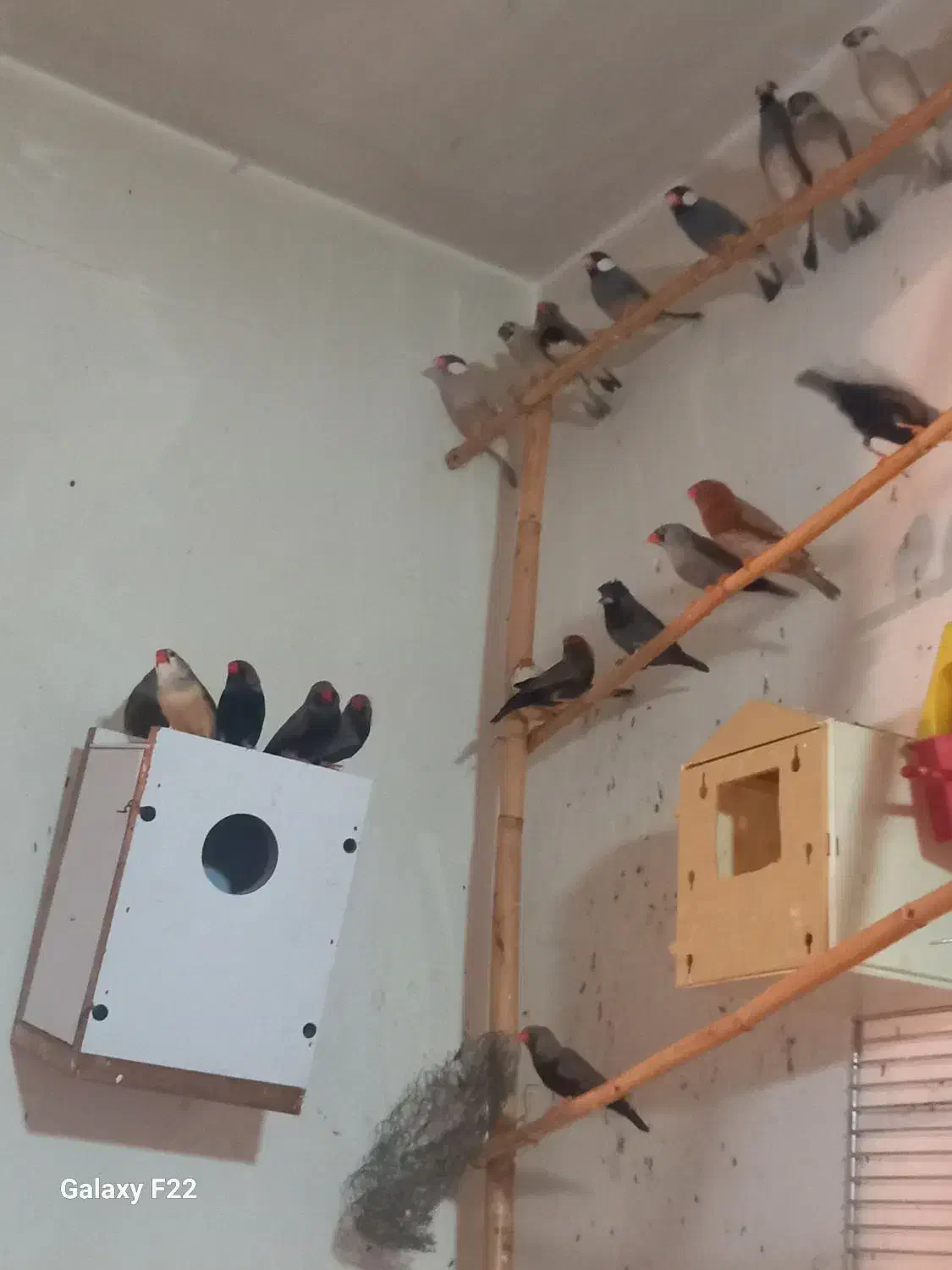 فنچ کینگ|پرنده|هشتگرد, شهرک ولیعصر (مصلی)|دیوار