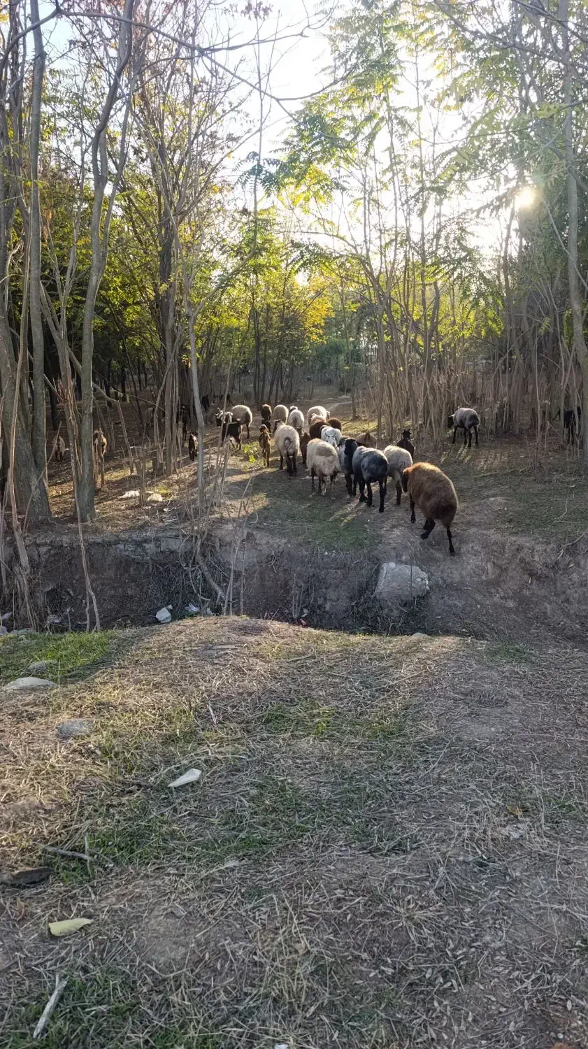 گوسفند وبز|حیوانات مزرعه|کلاله, |دیوار