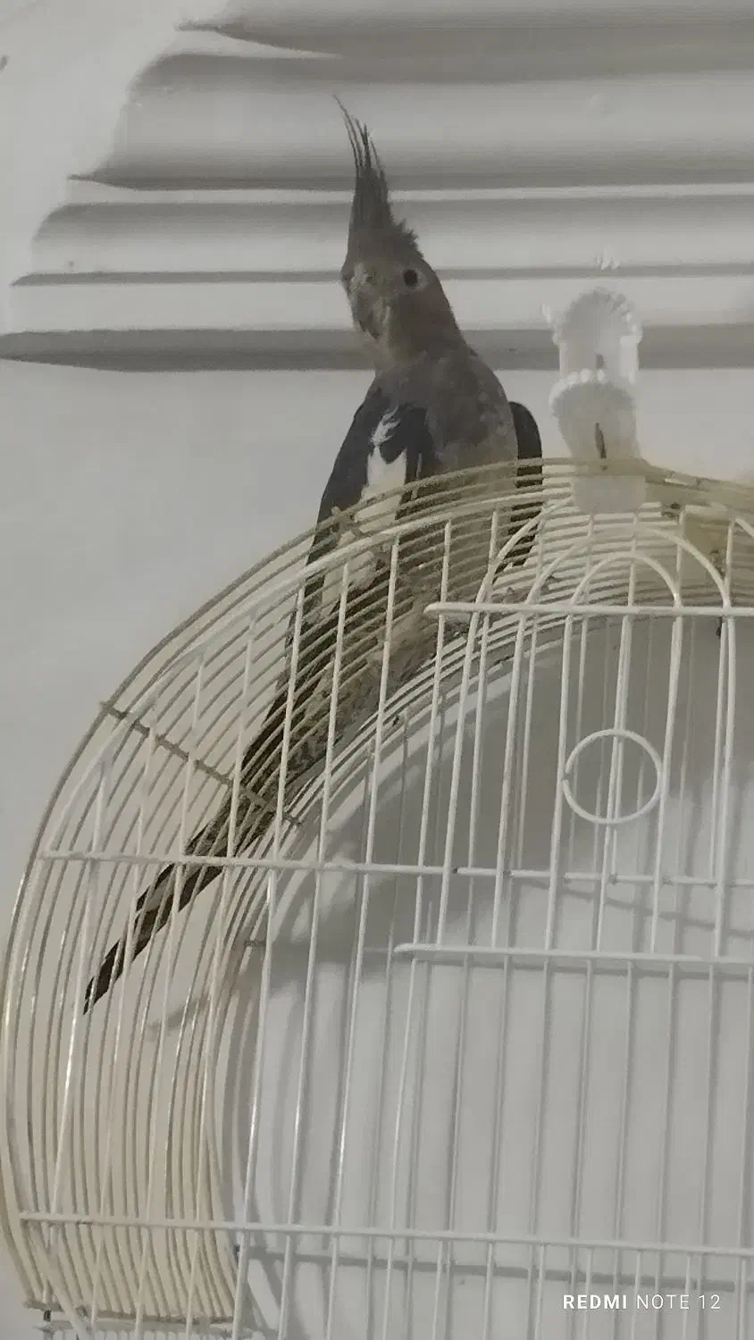 یک عدد عروس هلندی نر|پرنده|نگین شهر, |دیوار