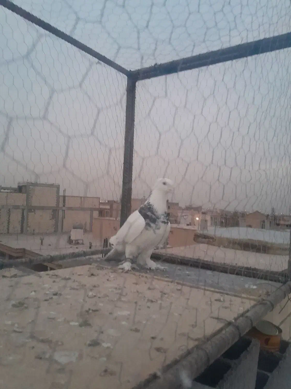 کبوتر طوقی|پرنده|لنجان, |دیوار