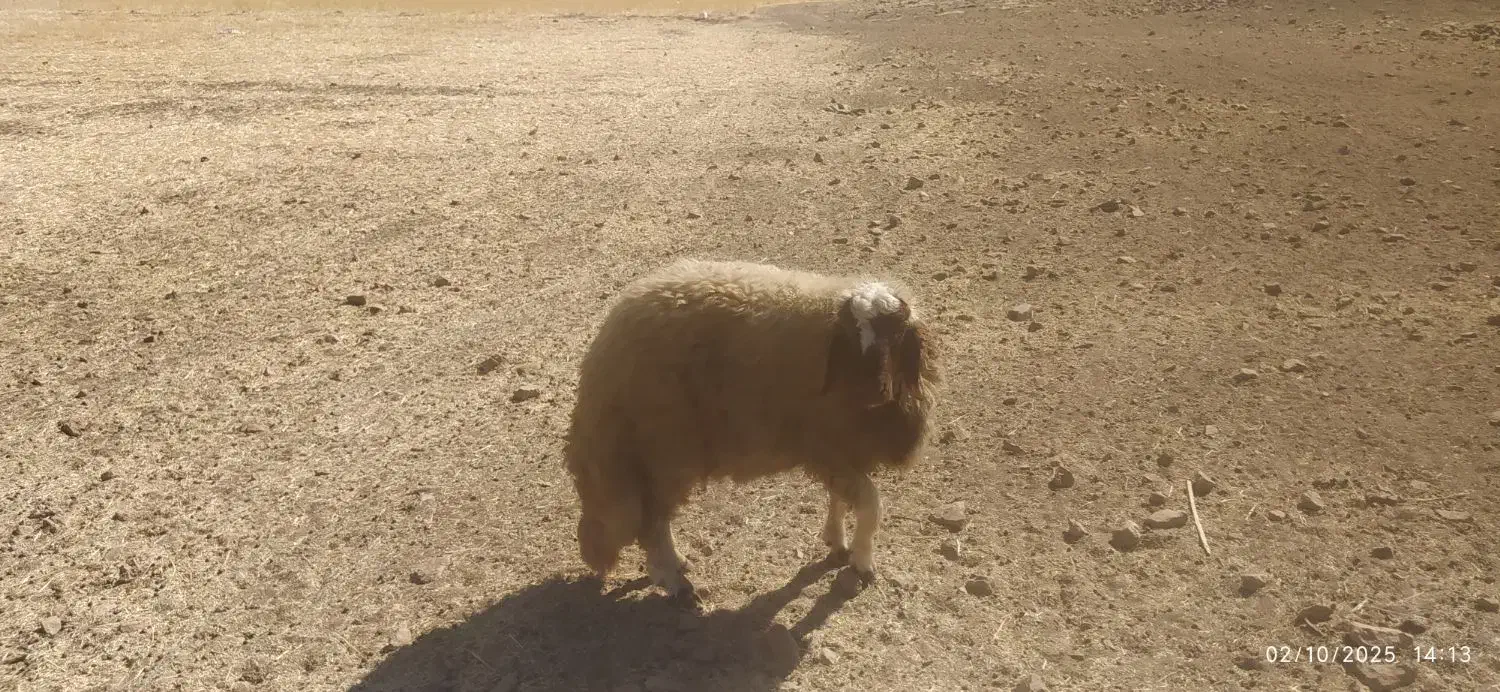 کاور ورن درجه یک سنجابی|حیوانات مزرعه|سرپل ذهاب, |دیوار