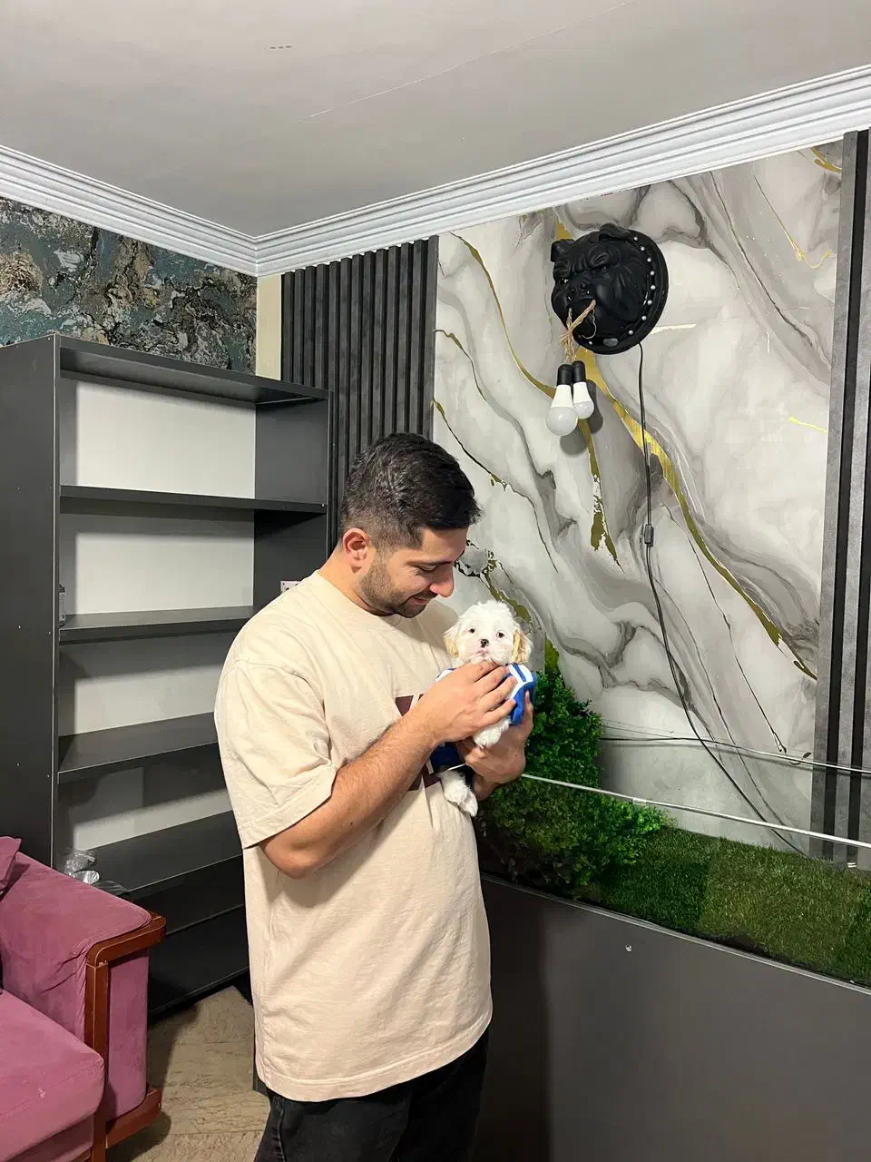 شیتزو مالتیز چشم ابی و چشم مشکی|سگ|کرج, شهرک بنفشه|دیوار