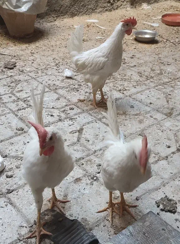 مرغ و خروس|حیوانات مزرعه|ماهدشت, |دیوار