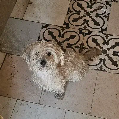 سگ واکذاری غیر رایگان|سگ|اصفهان, اصفهانک|دیوار