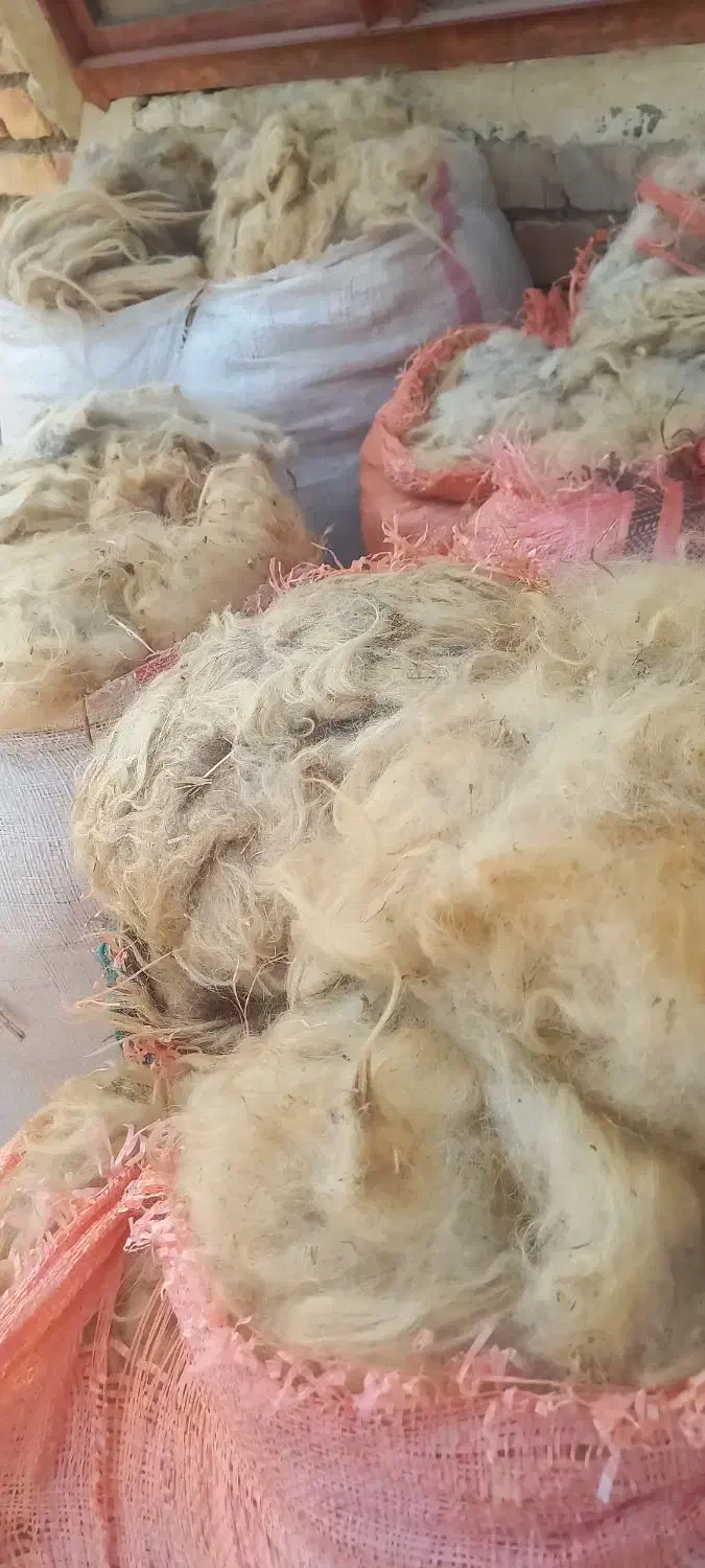 پشم گوسفند|حیوانات مزرعه|سیلوانه, |دیوار