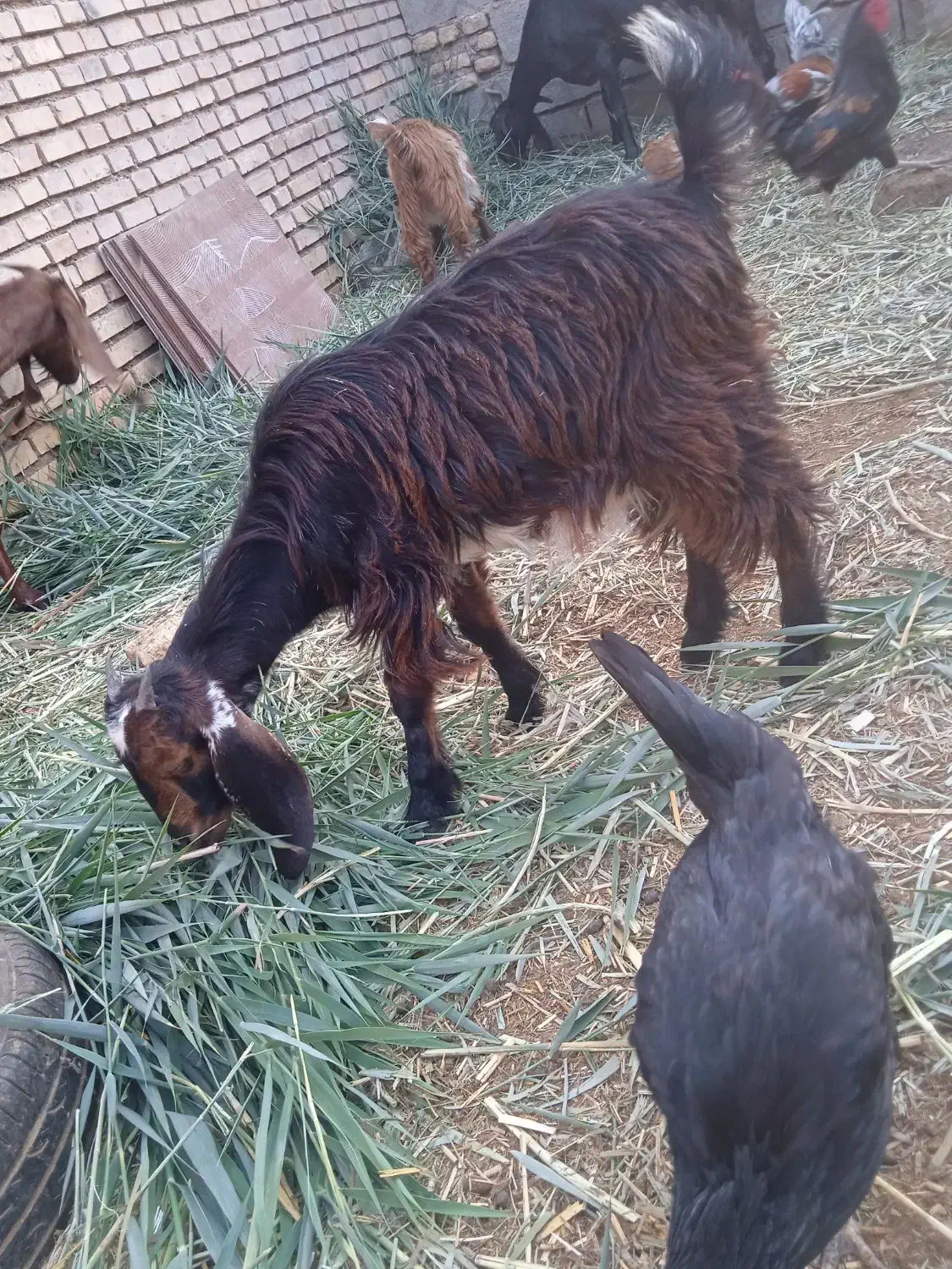 بزنجدی|حیوانات مزرعه|خرمشهر, |دیوار