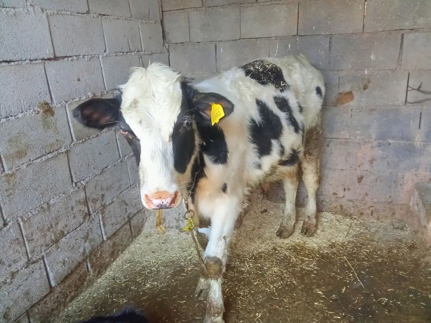 گوساله نر|حیوانات مزرعه|گتوند, |دیوار