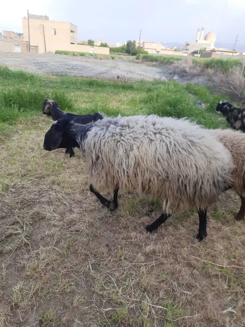 قوچ|حیوانات مزرعه|تهران, بازار|دیوار