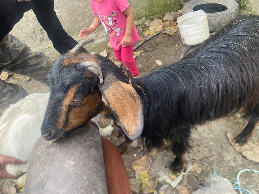 بزغاله|حیوانات مزرعه|شاندرمن, |دیوار