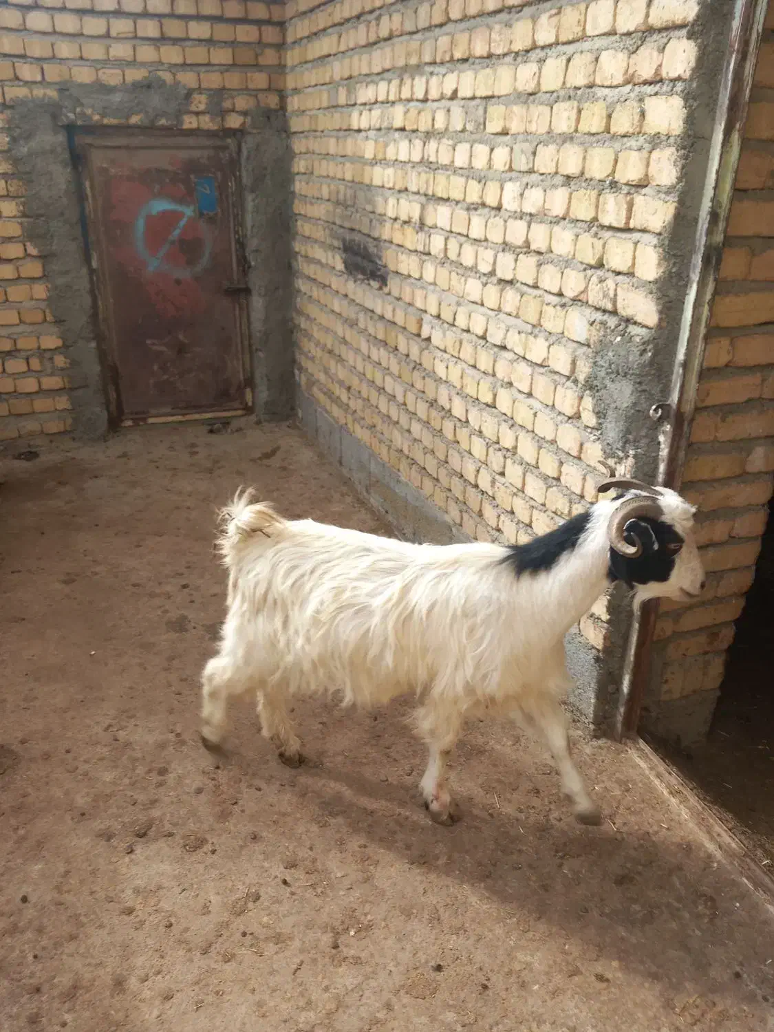 بز و بزغاله|حیوانات مزرعه|دورود, |دیوار