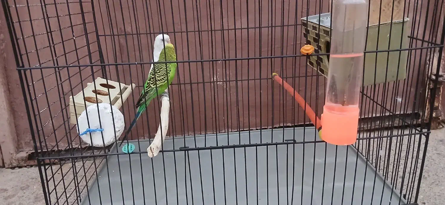 مرغ عشق مولد|پرنده|مسجد سلیمان, |دیوار