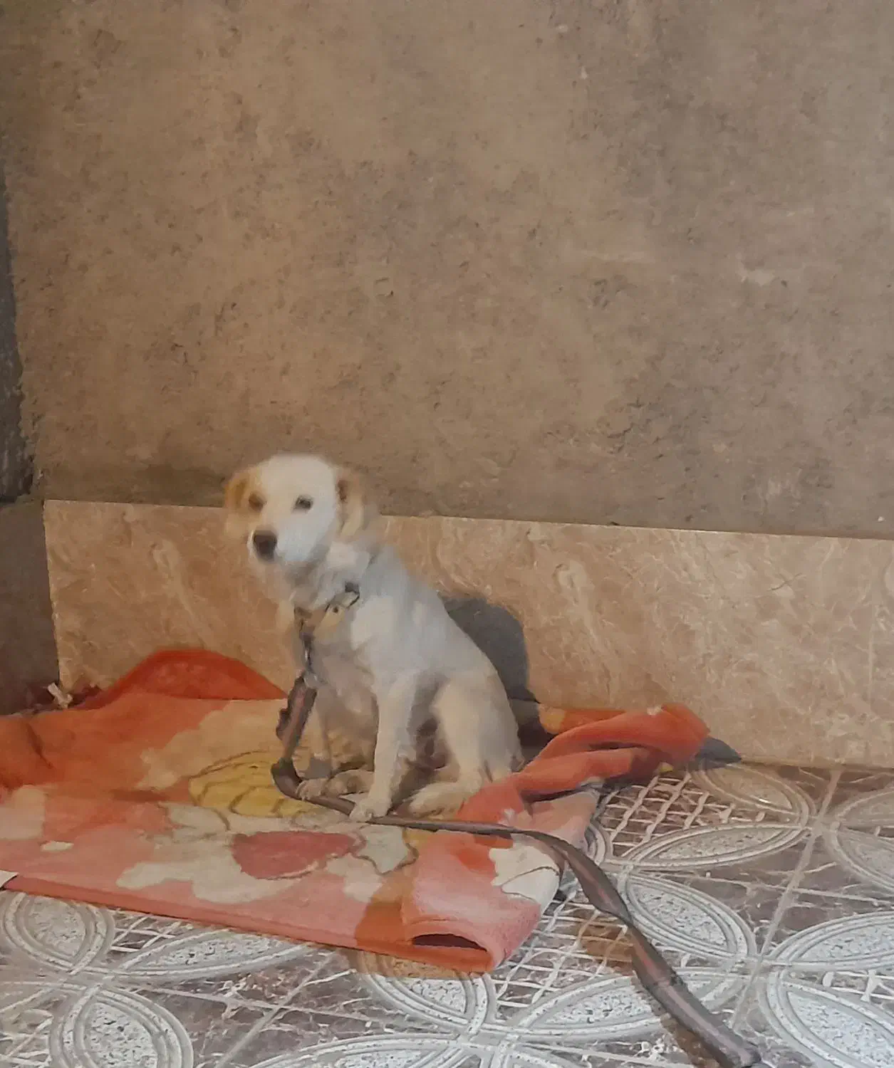 سگ گلدن رتریور|سگ|زابل, |دیوار