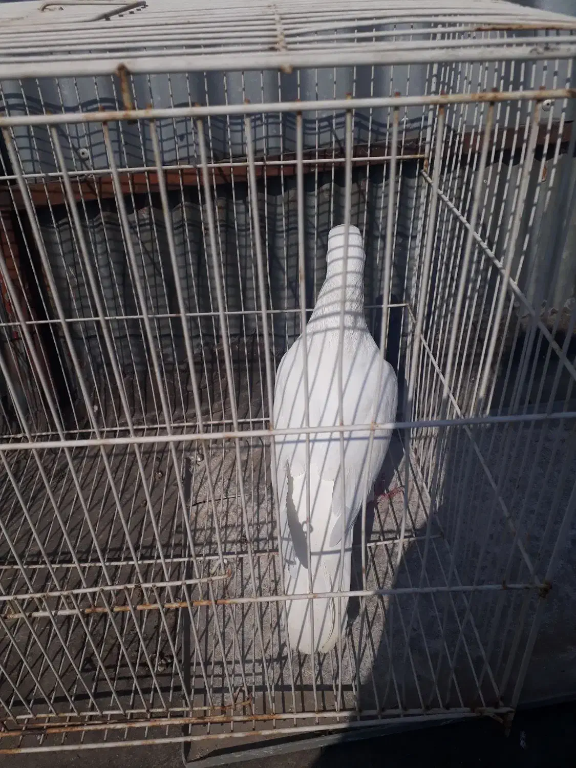 فروش یک عدد کفتر نر|حیوانات مزرعه|مشهد, شیرودی|دیوار