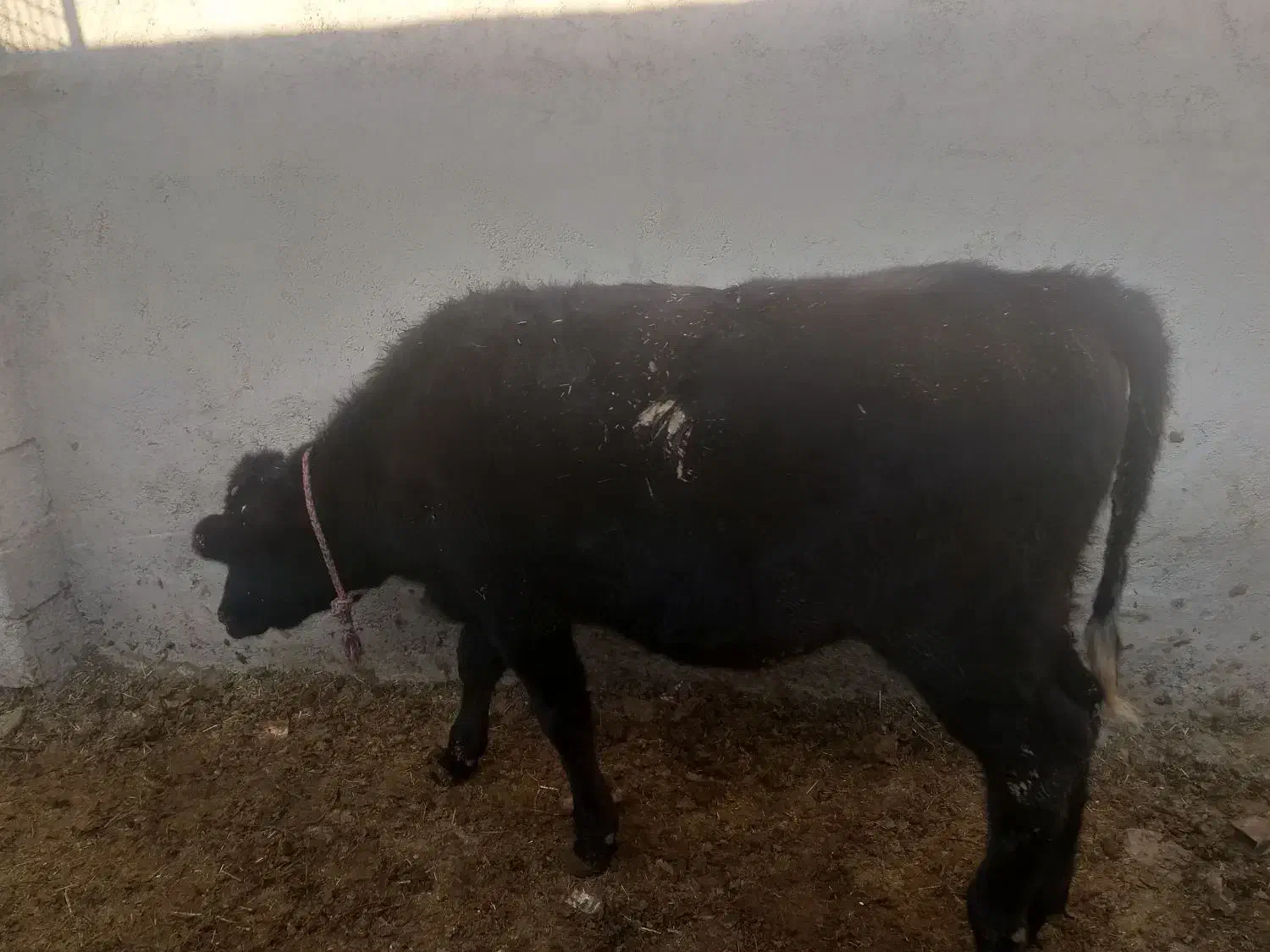 گوساله‌‌‌‌نر‌سیمنتال‌‌هولیشتاین‌‌هلندی‌‌محلی|حیوانات مزرعه|ماهدشت, |دیوار