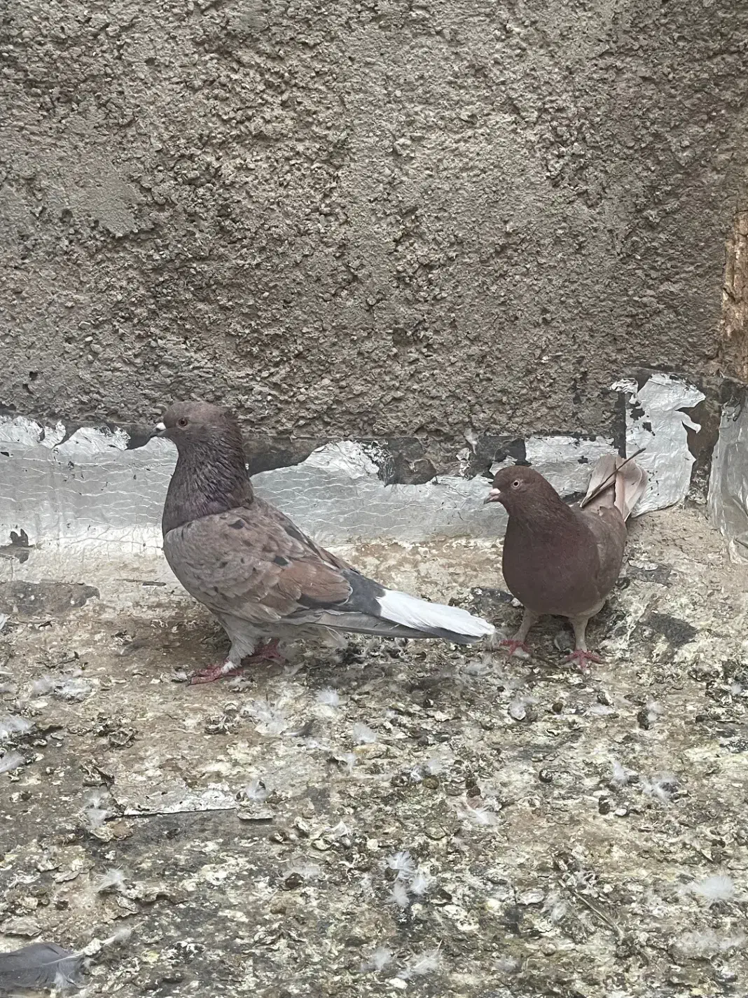 کفتر پرشی تیر ماه|پرنده|اردکان, |دیوار