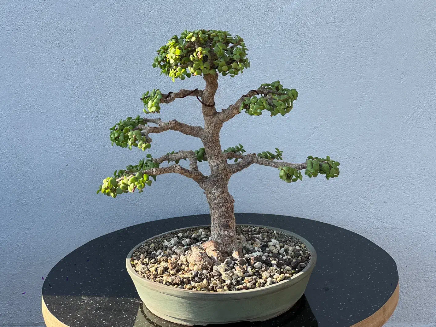 درختچه بنسای خرفه جید کراسولا|گل و گیاه طبیعی|تهران, نجات اللهی|دیوار