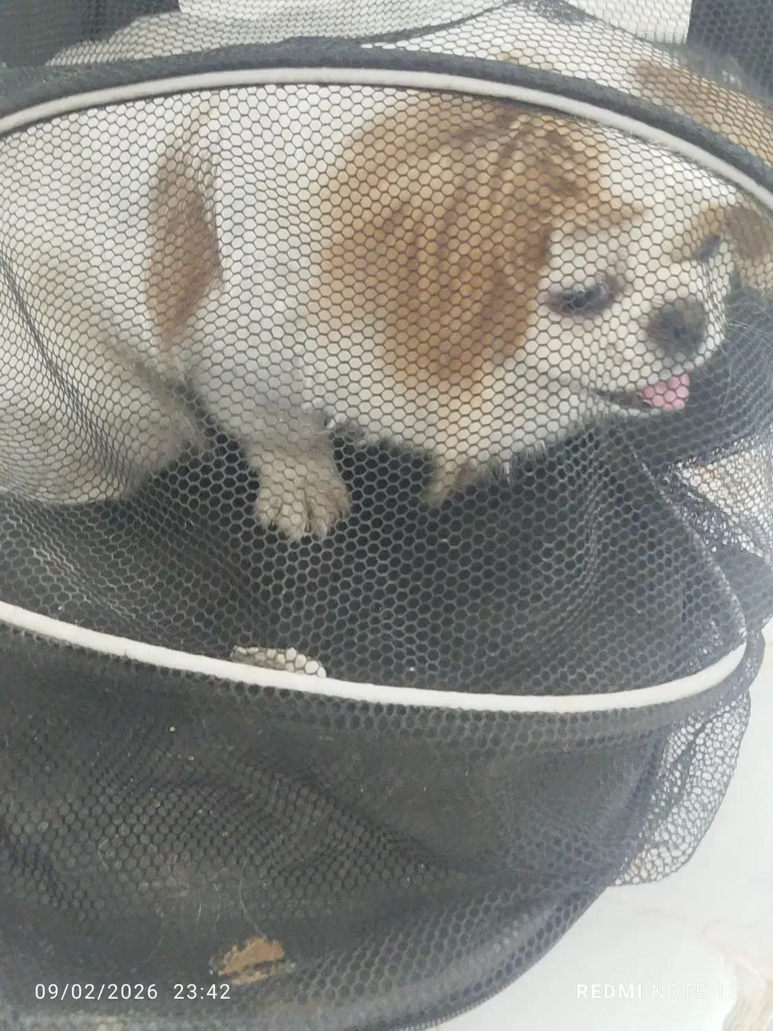 سگ پیدا شده|حیوانات|بروجرد, |دیوار