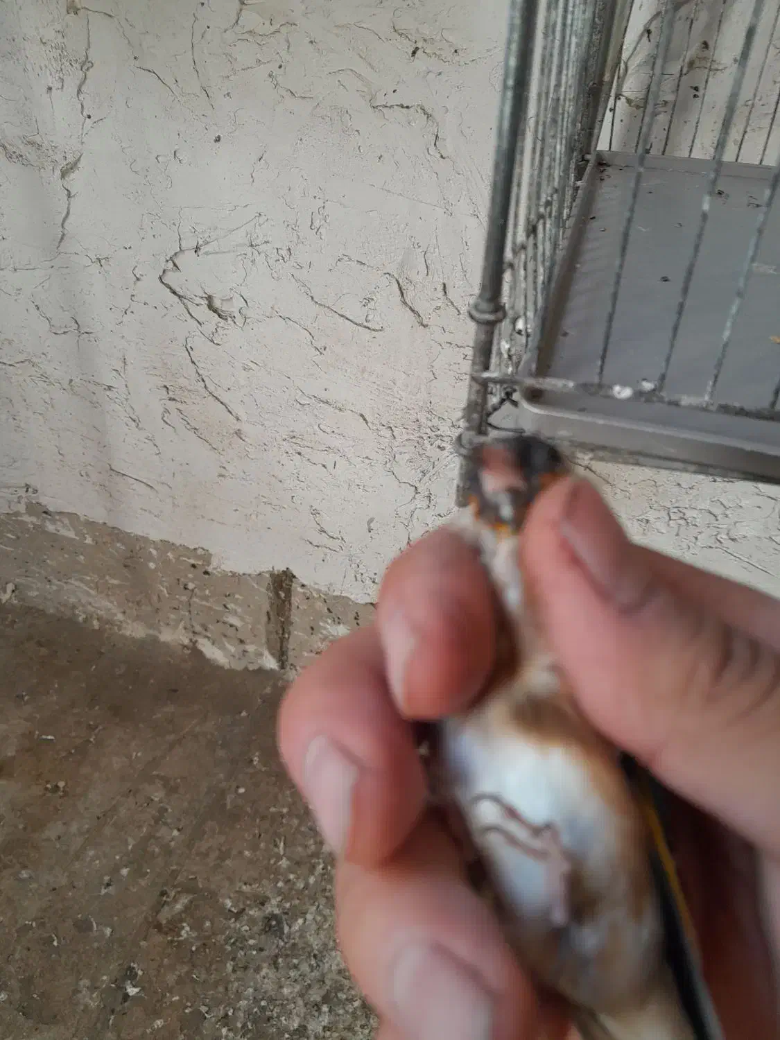 سهره نر|پرنده|ساوه, |دیوار