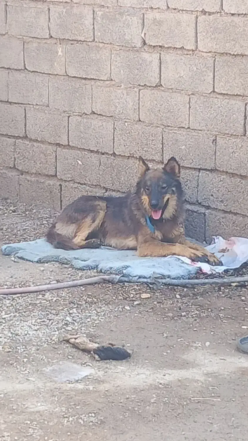 سگ گورگ|سگ|آبادان, |دیوار