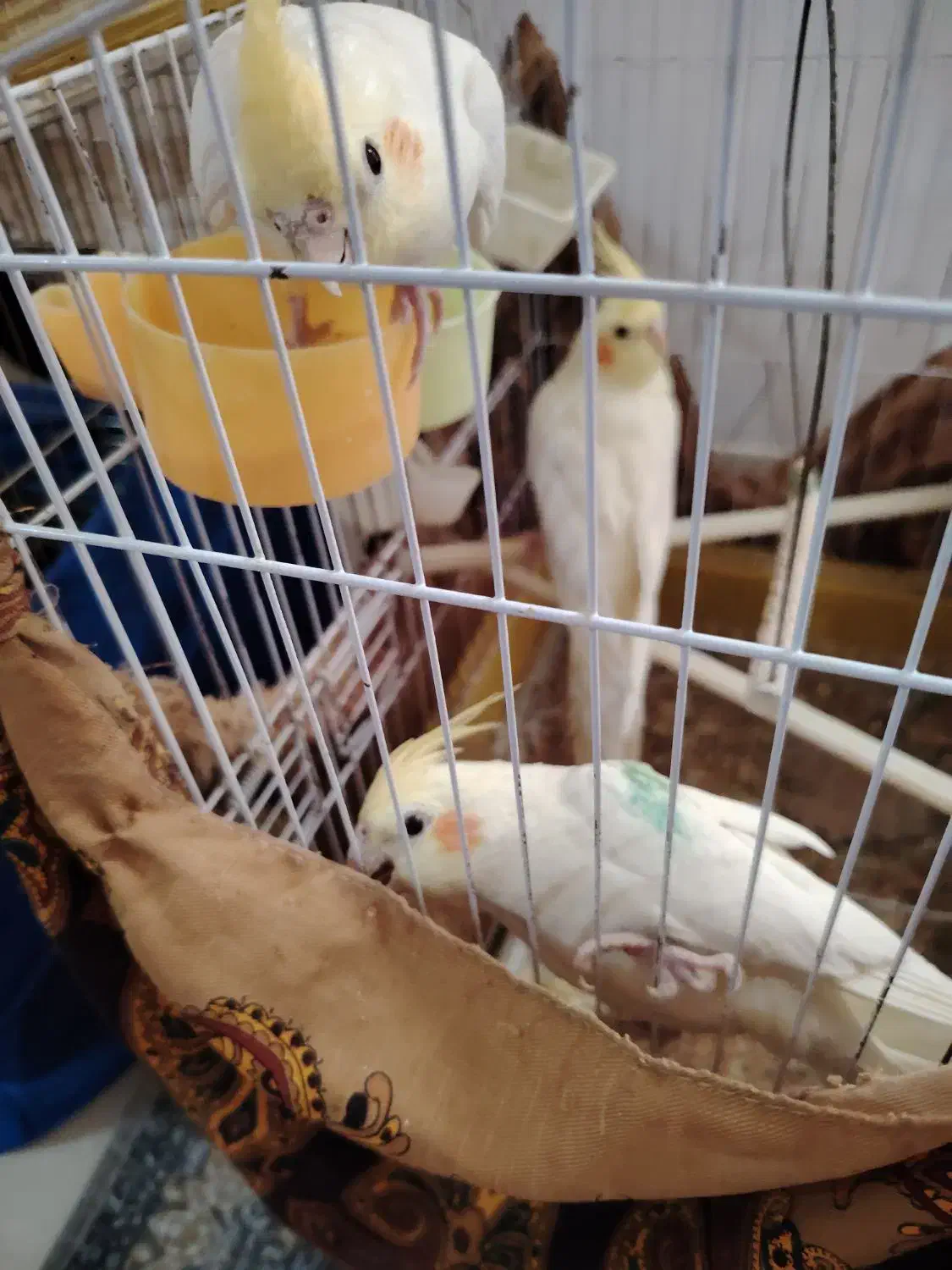 عروس هلندی|پرنده|پاکدشت, پاکدشت (مامازند)|دیوار