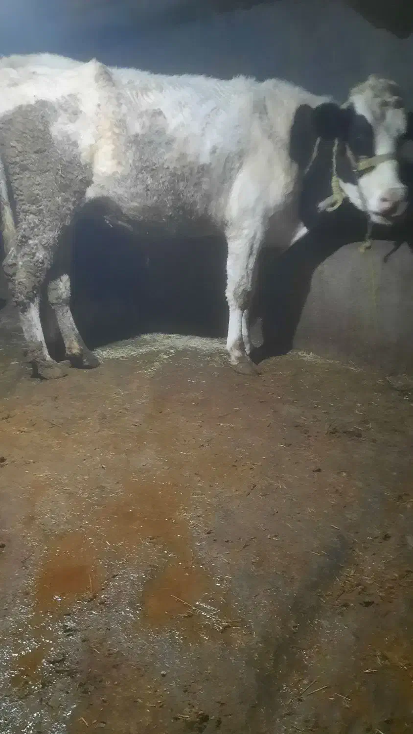 کاو شکم دوم|حیوانات مزرعه|زنجانرود, |دیوار