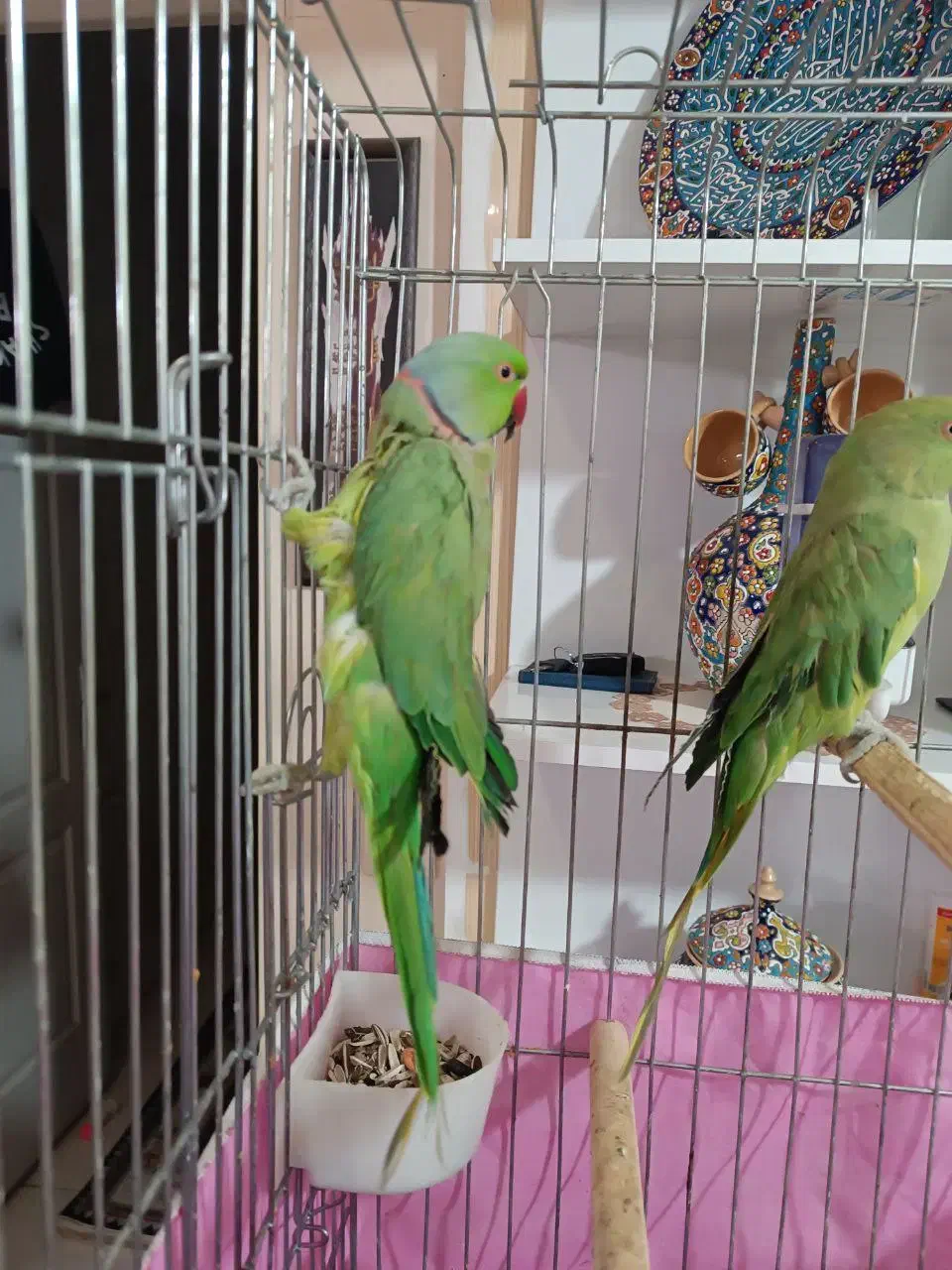 یک جفت طوطی ملنگو نر ماده|پرنده|مشکیندشت, |دیوار