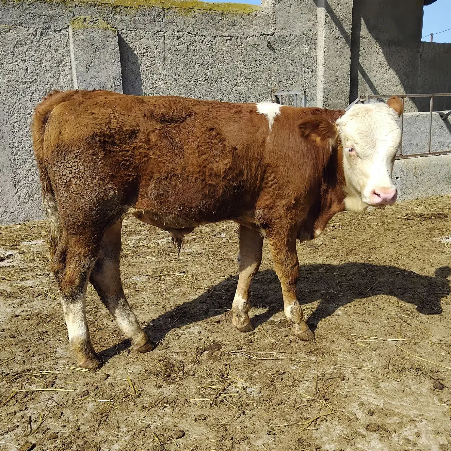 فروش گوساله سیمینتال|حیوانات مزرعه|کرج, اسدآباد|دیوار