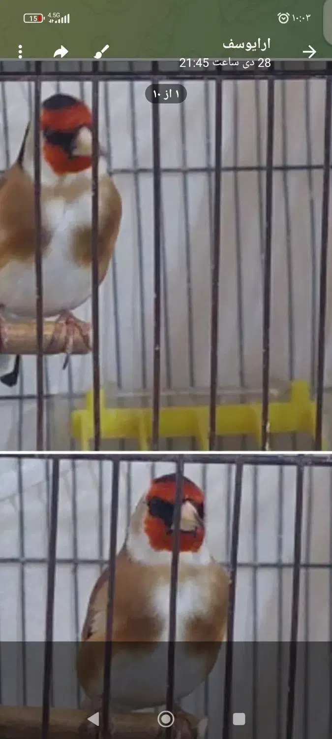 سهره گل بلند|پرنده|بهارستان, |دیوار