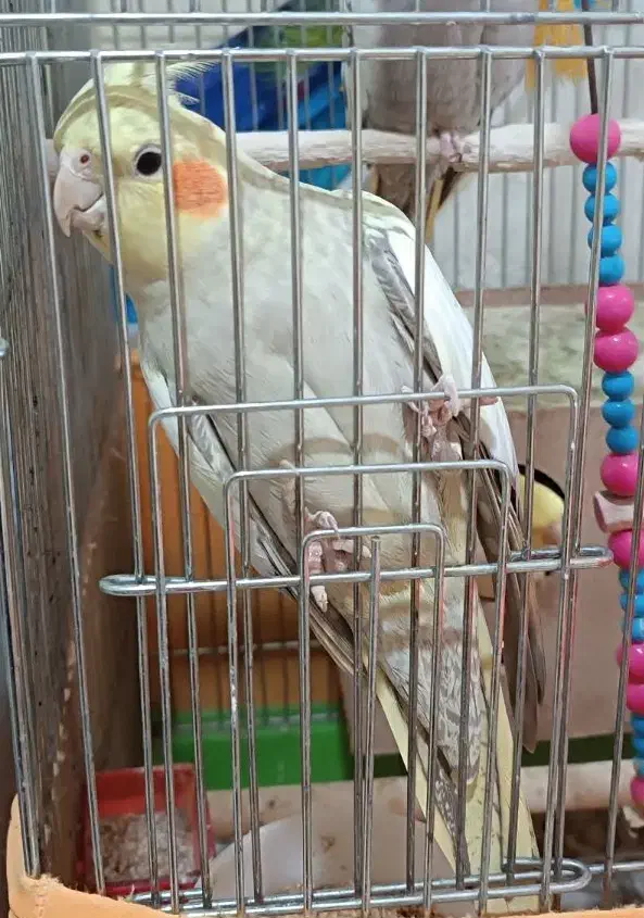 عروس هلندی ماده|پرنده|اهواز, کوی آغاجاری|دیوار