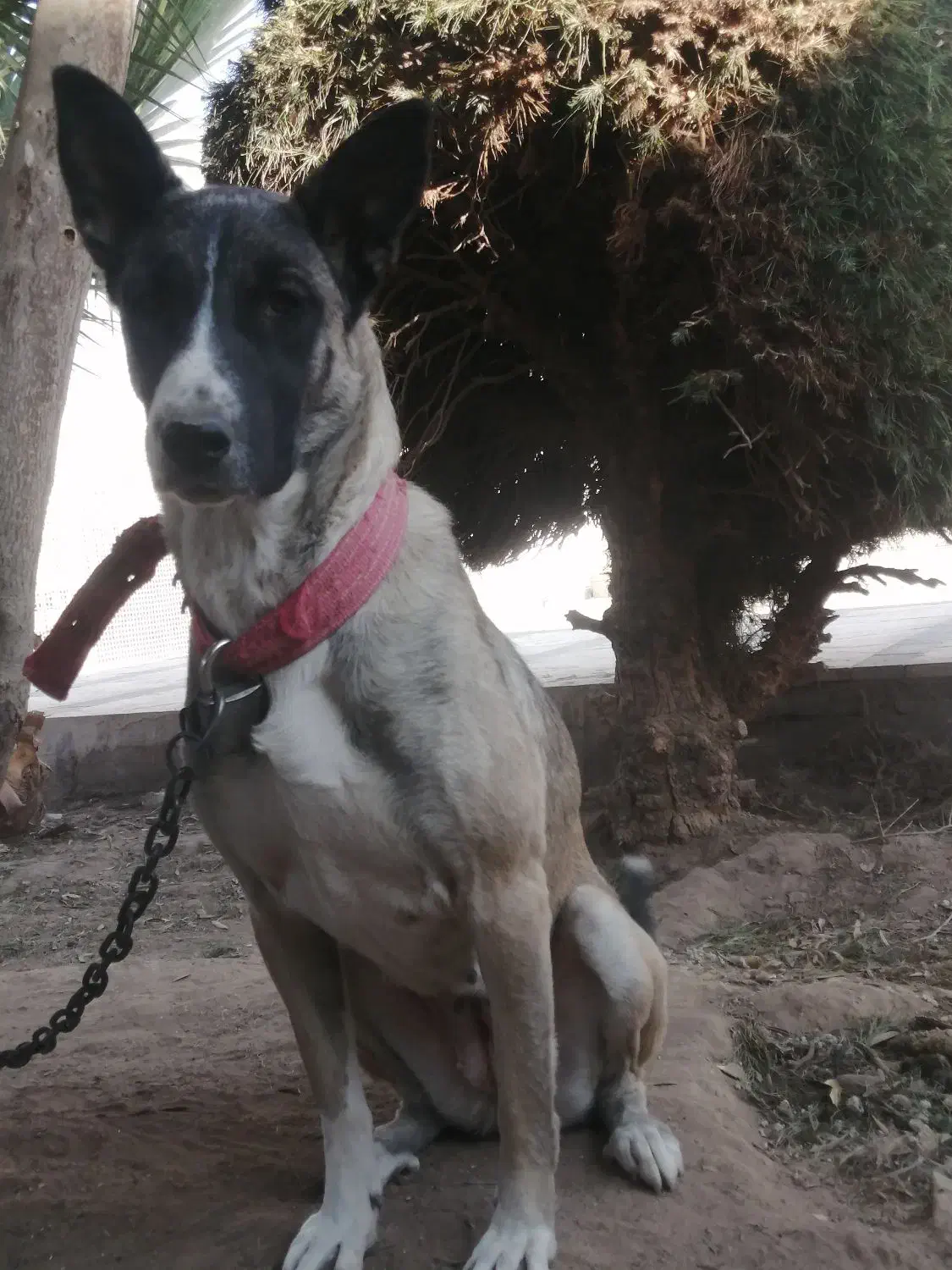 سگ مالینویز ماده 1ساله|سگ|یزد, |دیوار