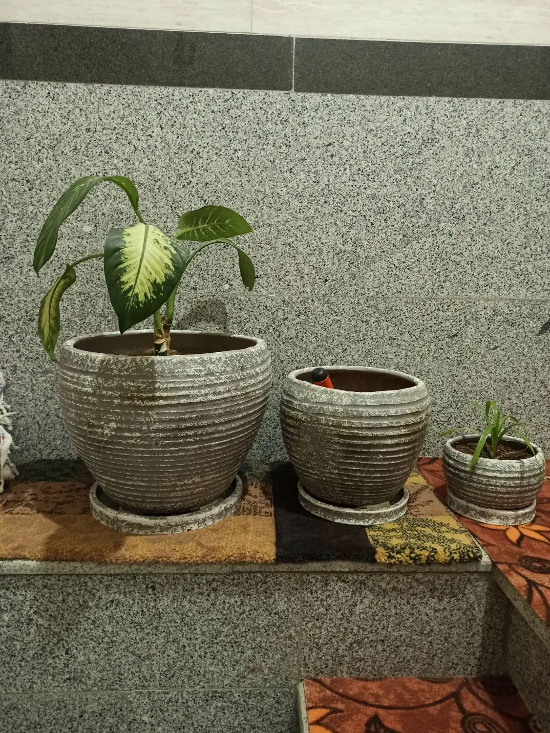 گلدان|گل و گیاه طبیعی|سنندج, |دیوار