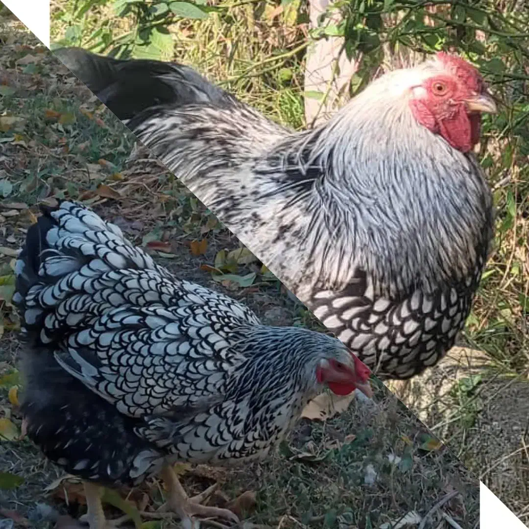 جوجه ویاندوت ایام سمانی برهما لهستانی مرغ وخروس|حیوانات مزرعه|رشت, لاکان|دیوار