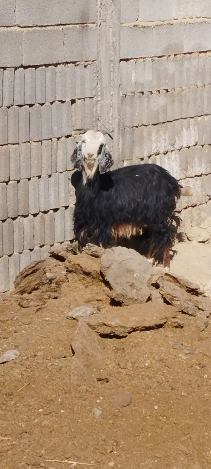فروش کولار و بز جوان ترکی قصابی|حیوانات مزرعه|رحمتآباد, |دیوار